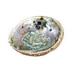 ABALONE SHELL NATURAL