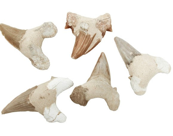 FOSSIL SHARK TEETH