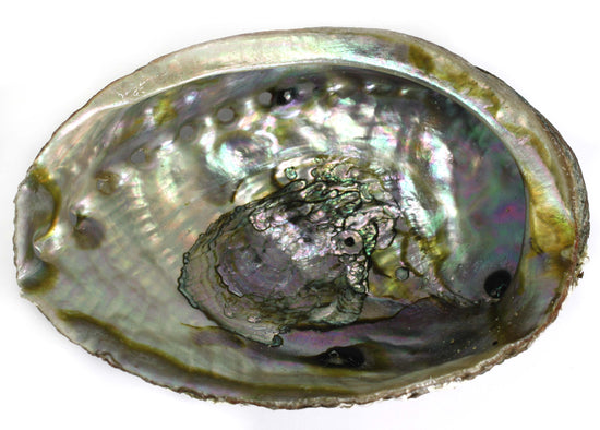 Load image into Gallery viewer, ABALONE SHELL LARGE

