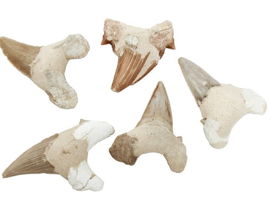 Load image into Gallery viewer, FOSSIL SHARK TEETH
